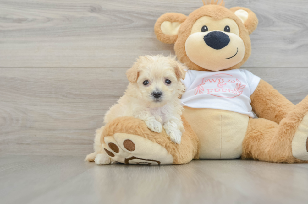 6 week old Maltipoo Puppy For Sale - Pilesgrove Pups