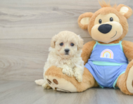 8 week old Maltipoo Puppy For Sale - Pilesgrove Pups