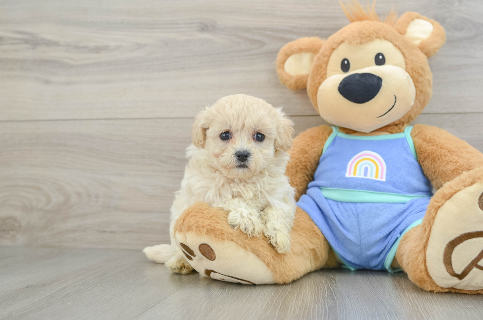 5 week old Maltipoo Puppy For Sale - Pilesgrove Pups