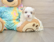 7 week old Maltipoo Puppy For Sale - Pilesgrove Pups