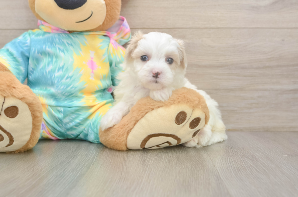 5 week old Maltipoo Puppy For Sale - Pilesgrove Pups