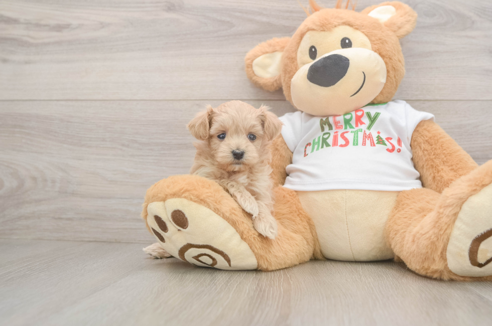 5 week old Maltipoo Puppy For Sale - Pilesgrove Pups