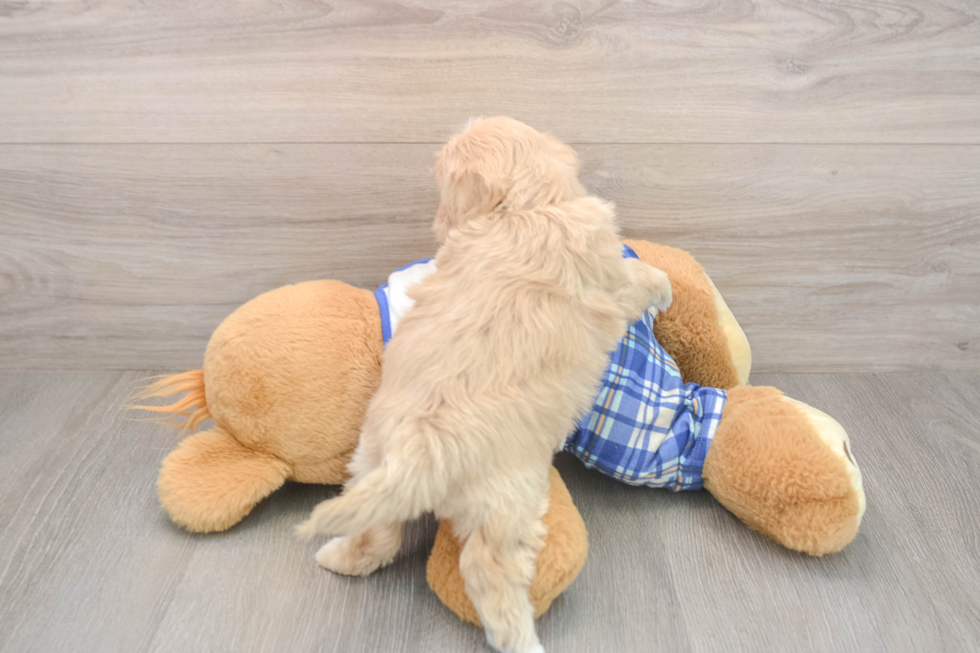 Adorable Moodle Poodle Mix Puppy