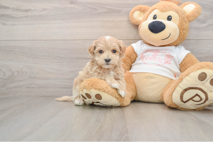 Best Maltipoo Baby