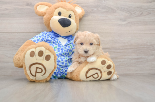 Little Malt Oodle Poodle Mix Puppy