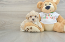 Maltipoo Pup Being Cute