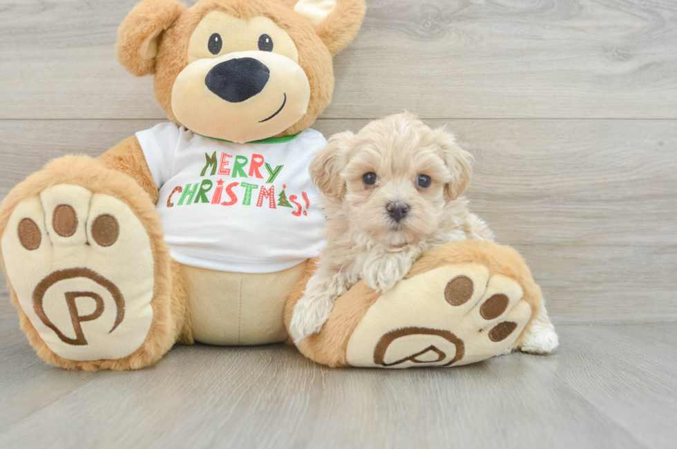 6 week old Maltipoo Puppy For Sale - Pilesgrove Pups