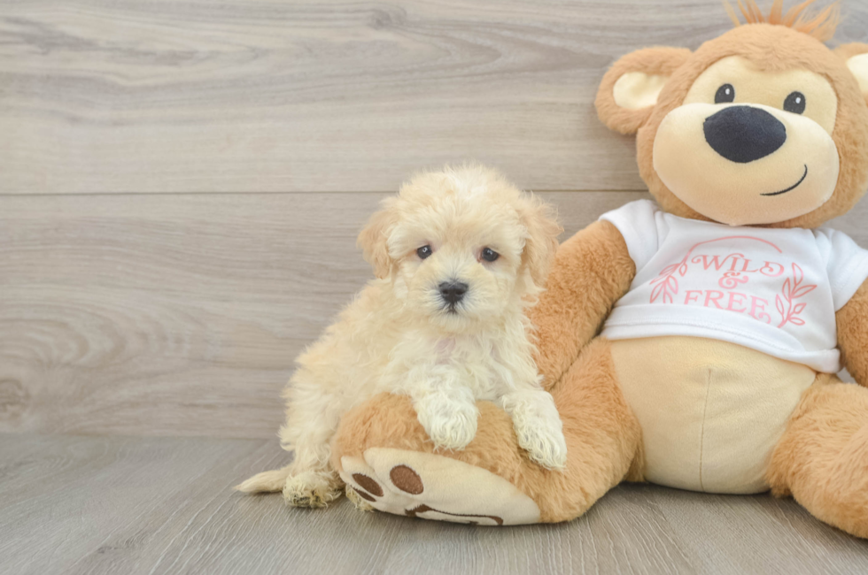 6 week old Maltipoo Puppy For Sale - Pilesgrove Pups