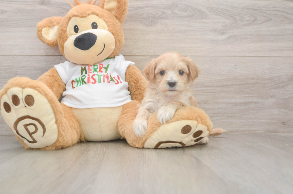 5 week old Maltipoo Puppy For Sale - Pilesgrove Pups