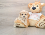 8 week old Maltipoo Puppy For Sale - Pilesgrove Pups