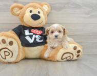 8 week old Maltipoo Puppy For Sale - Pilesgrove Pups