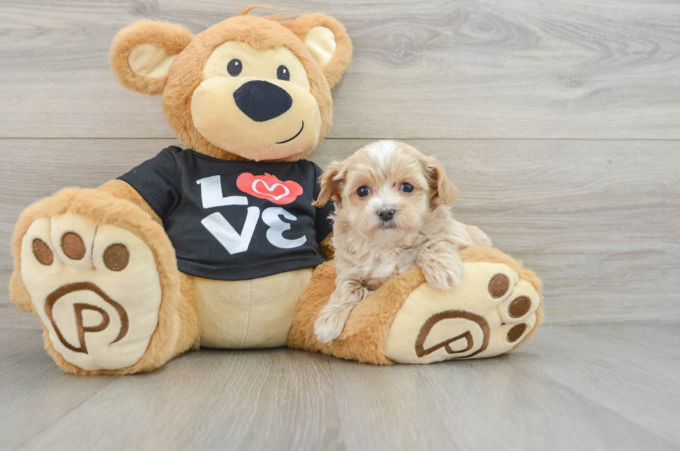 8 week old Maltipoo Puppy For Sale - Pilesgrove Pups