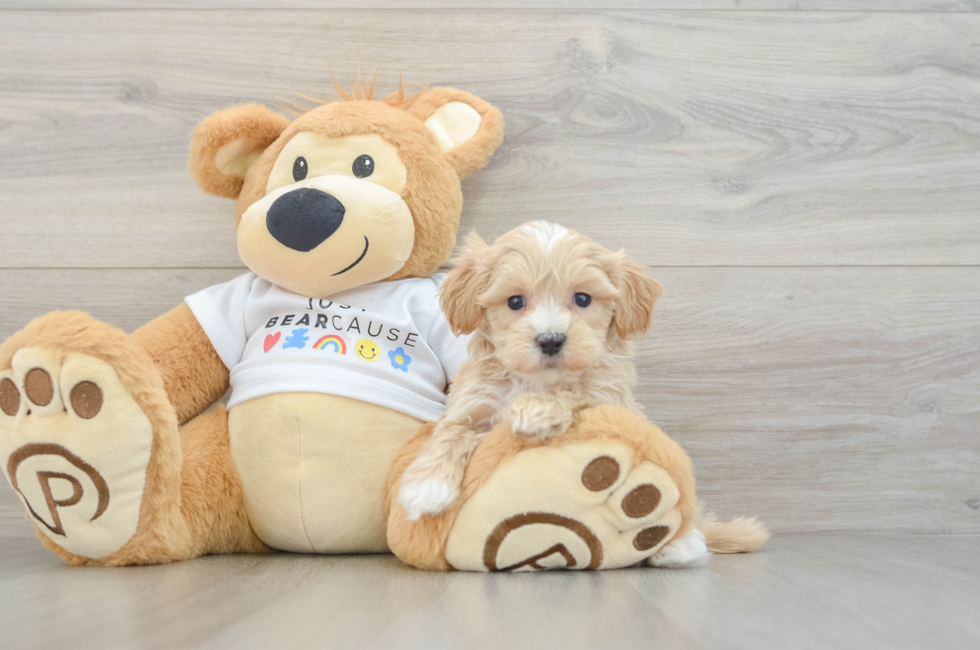 7 week old Maltipoo Puppy For Sale - Pilesgrove Pups