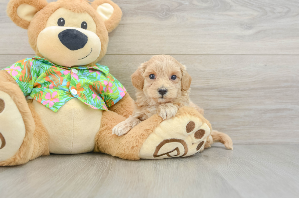 5 week old Maltipoo Puppy For Sale - Pilesgrove Pups