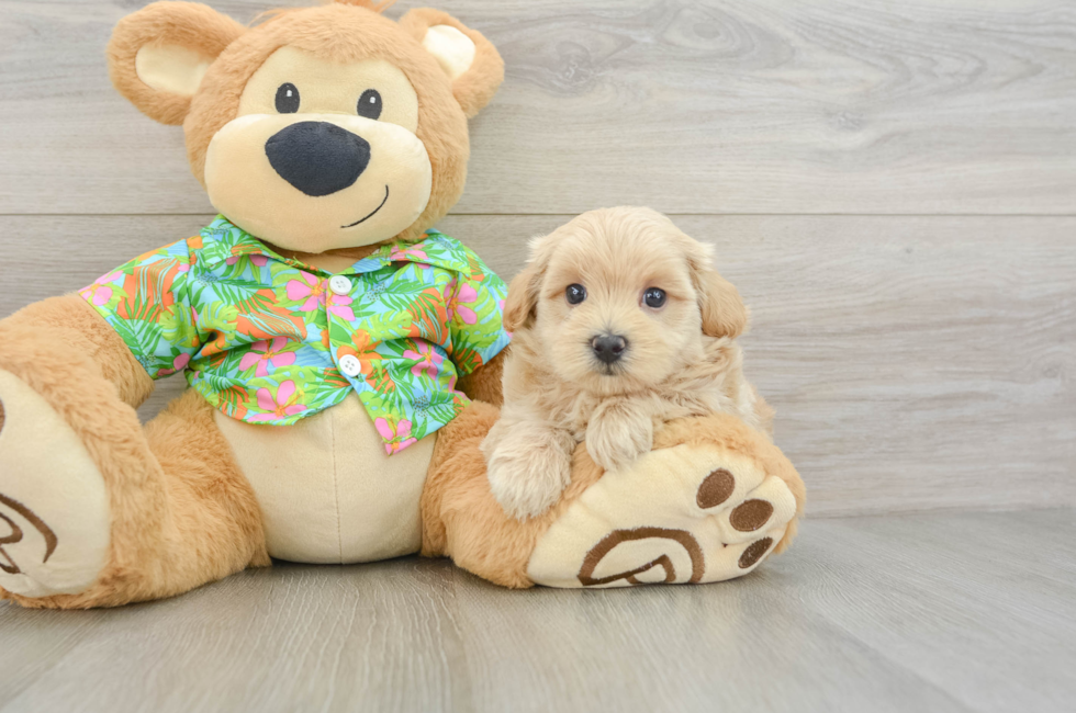 5 week old Maltipoo Puppy For Sale - Pilesgrove Pups