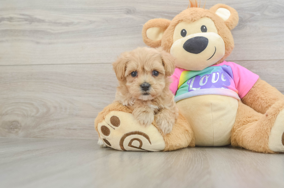 6 week old Maltipoo Puppy For Sale - Pilesgrove Pups