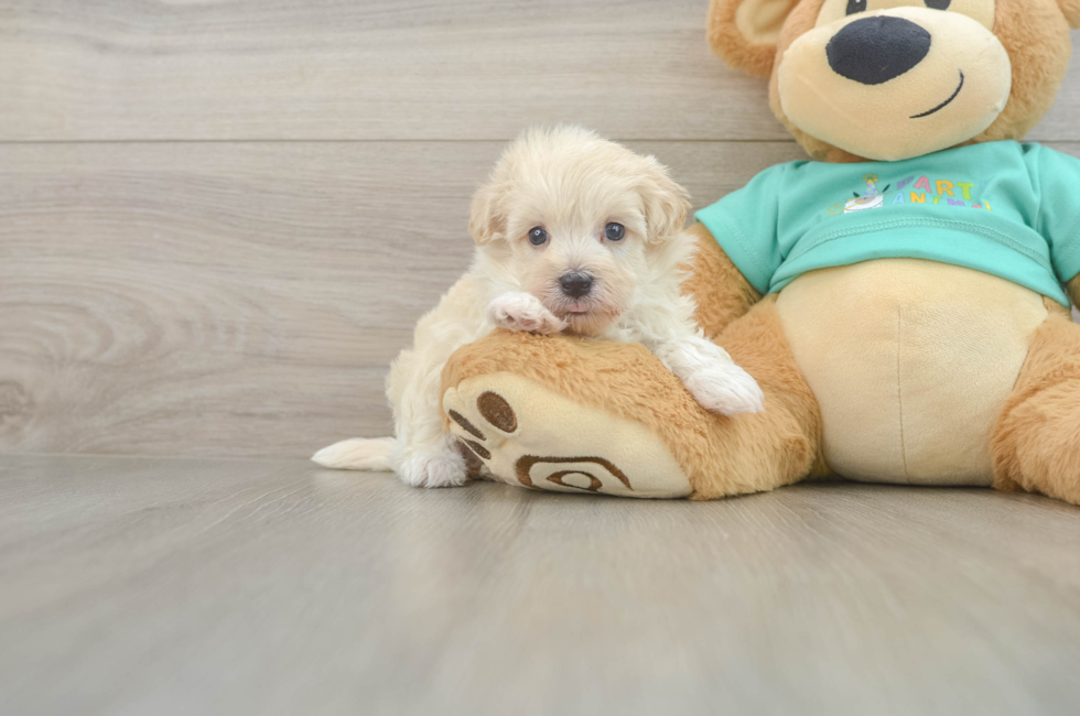 7 week old Maltipoo Puppy For Sale - Pilesgrove Pups