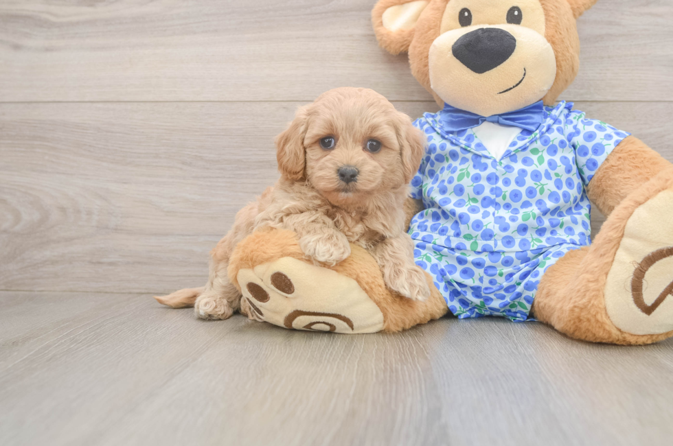 6 week old Maltipoo Puppy For Sale - Pilesgrove Pups
