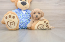 Maltipoo Puppy for Adoption