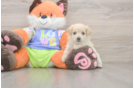 Little Moodle Poodle Mix Puppy