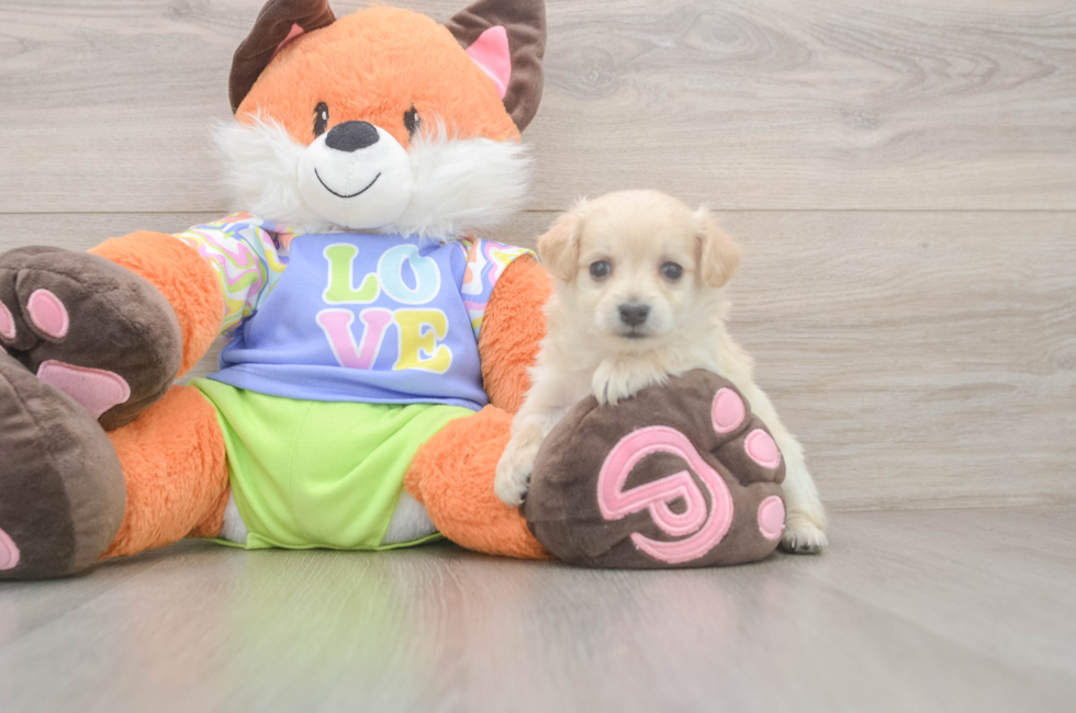 9 week old Maltipoo Puppy For Sale - Pilesgrove Pups