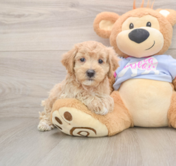 7 week old Maltipoo Puppy For Sale - Pilesgrove Pups