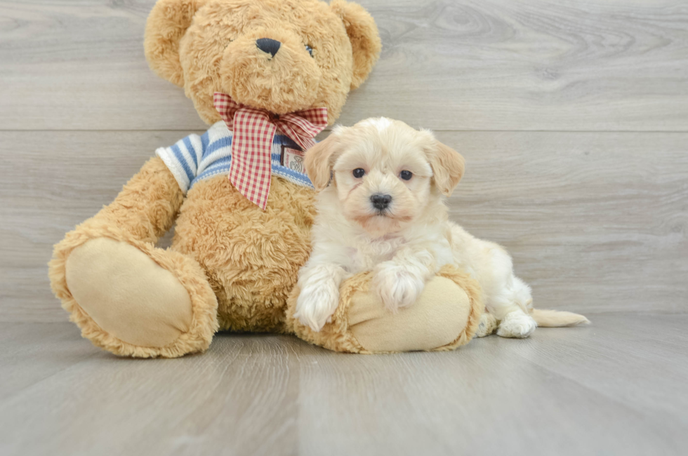 8 week old Maltipoo Puppy For Sale - Pilesgrove Pups