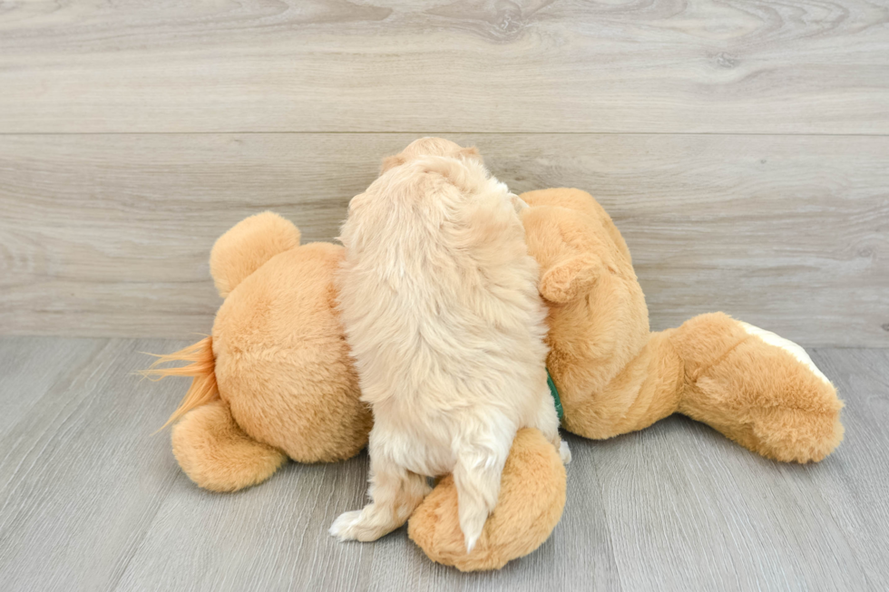 Maltipoo Pup Being Cute