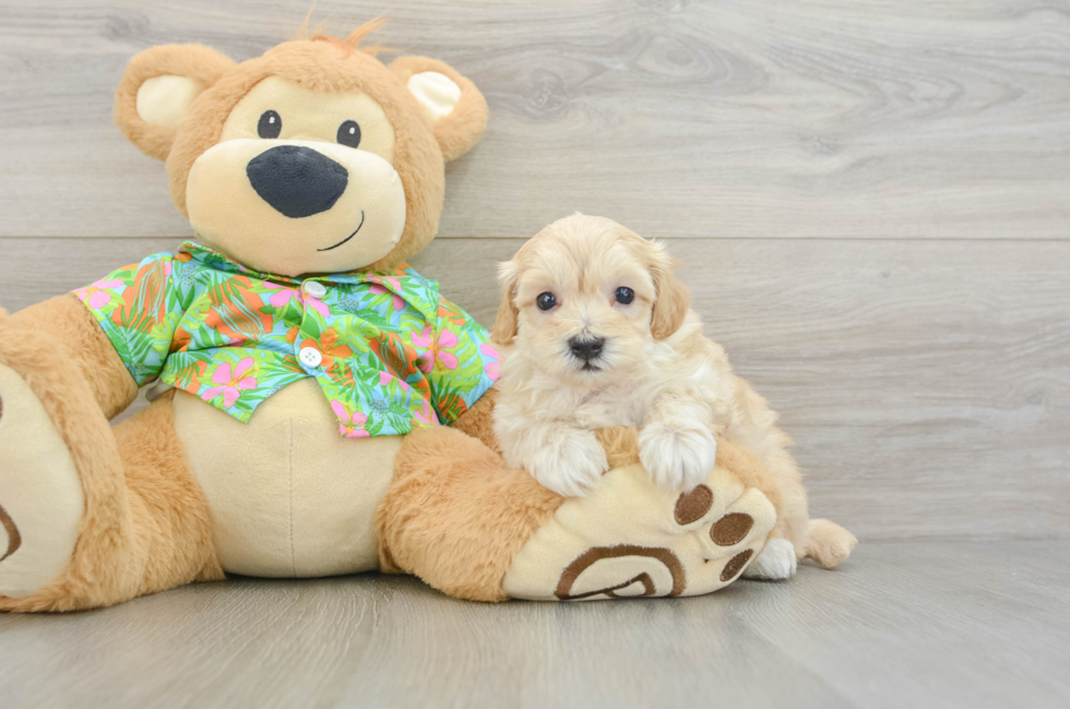 5 week old Maltipoo Puppy For Sale - Pilesgrove Pups