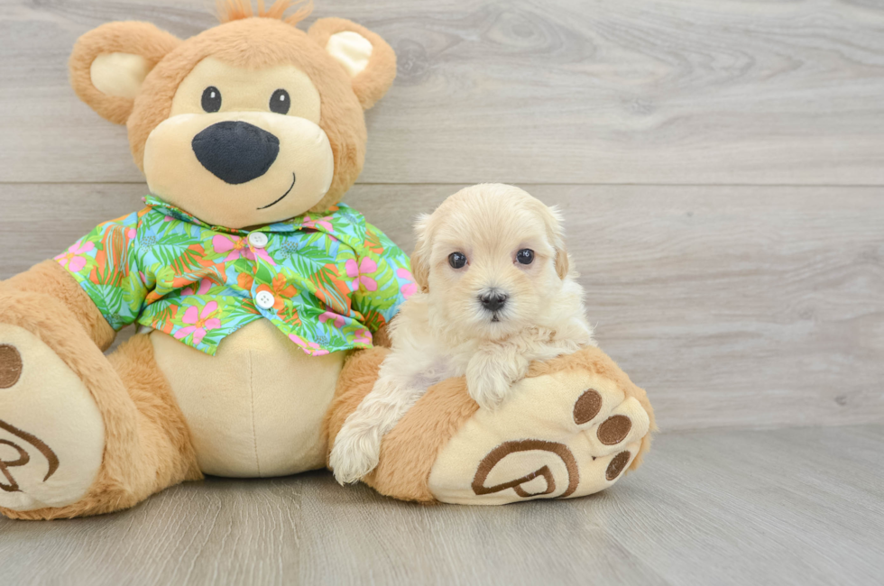 5 week old Maltipoo Puppy For Sale - Pilesgrove Pups