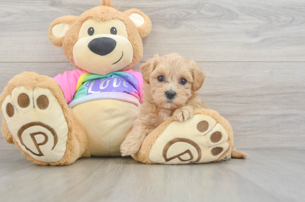 6 week old Maltipoo Puppy For Sale - Pilesgrove Pups