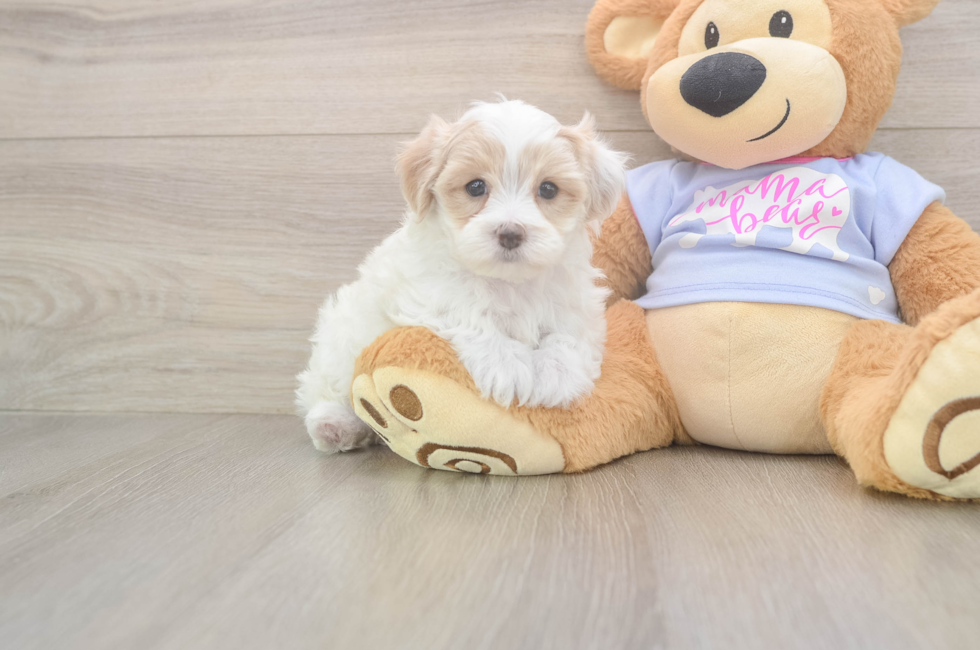 5 week old Maltipoo Puppy For Sale - Pilesgrove Pups