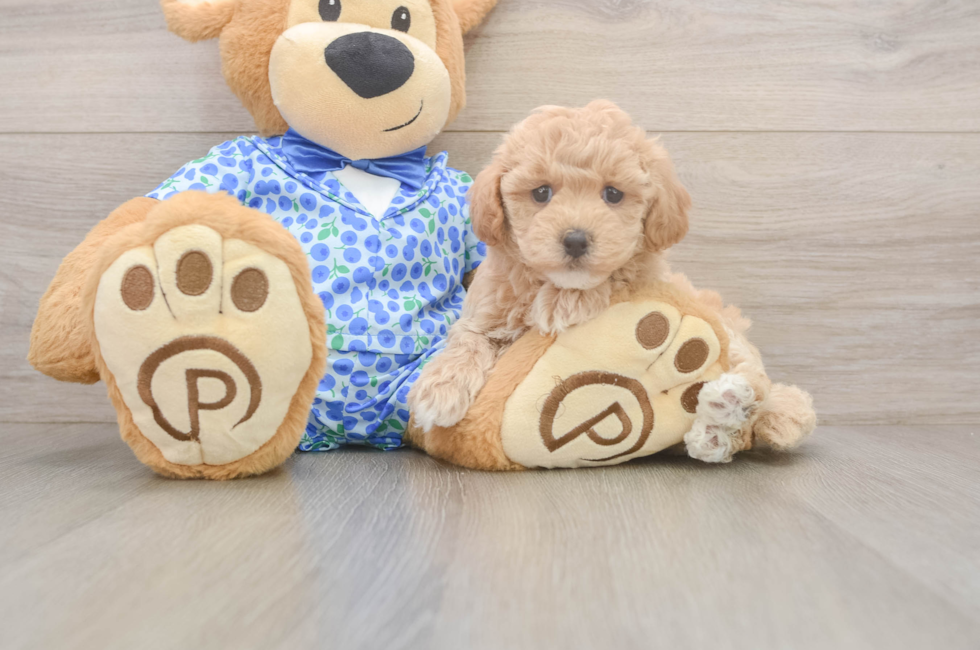 6 week old Maltipoo Puppy For Sale - Pilesgrove Pups