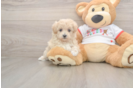 Maltipoo Puppy for Adoption