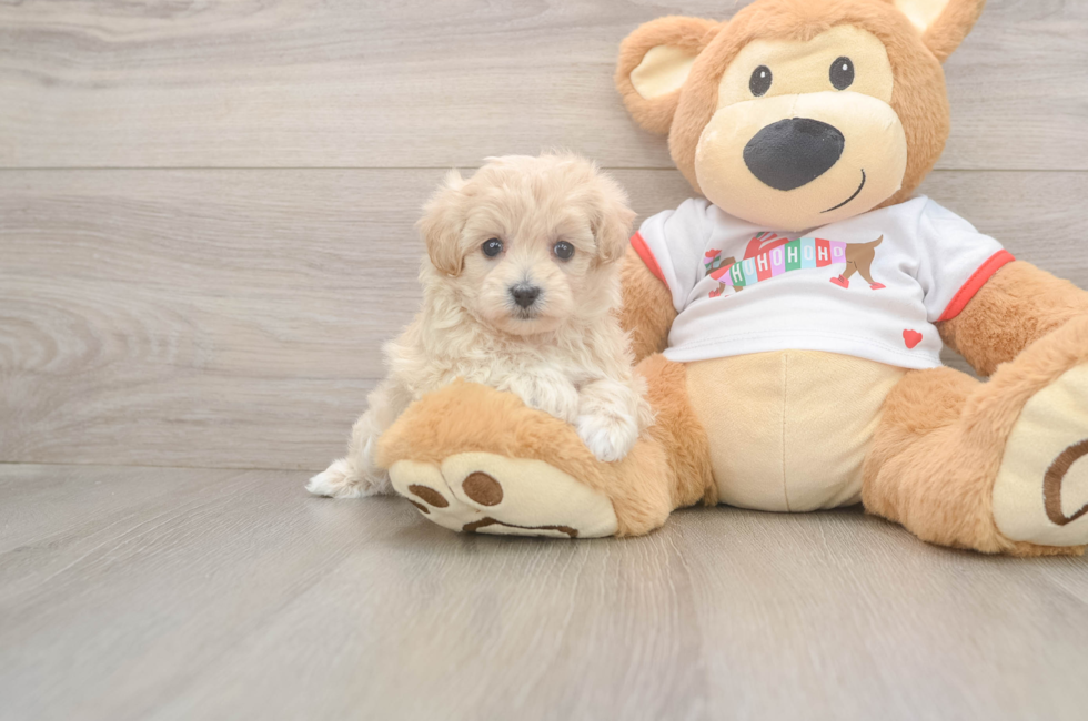 5 week old Maltipoo Puppy For Sale - Pilesgrove Pups