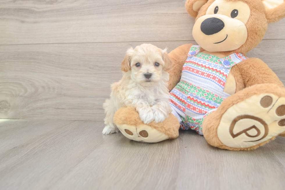 Maltipoo Pup Being Cute