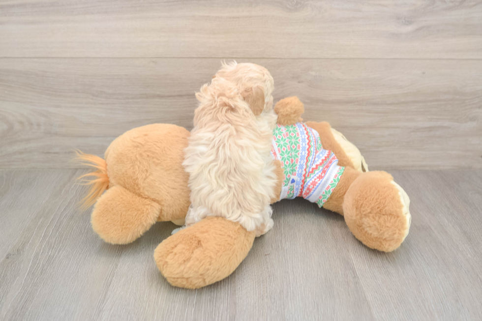 Maltipoo Puppy for Adoption