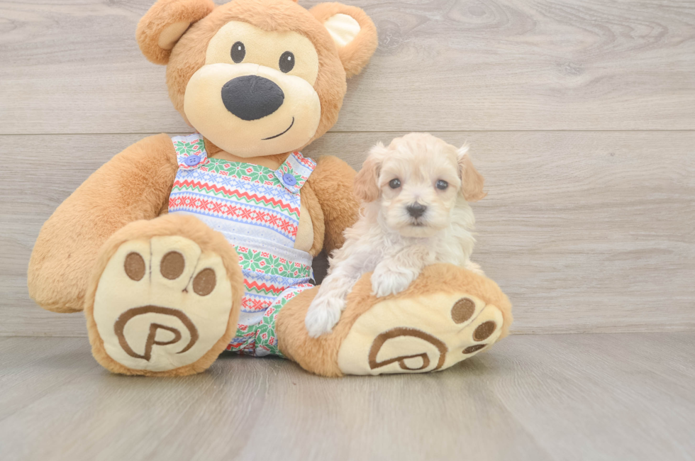 5 week old Maltipoo Puppy For Sale - Pilesgrove Pups