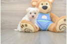 Best Maltipoo Baby