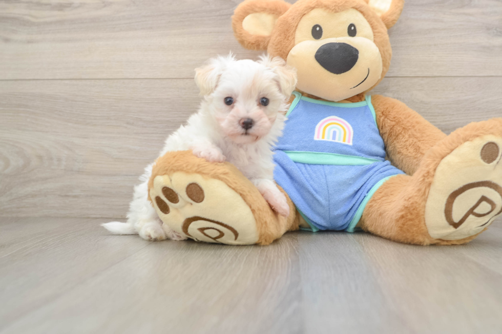Best Maltipoo Baby