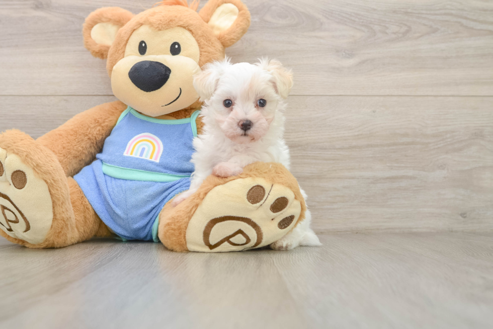 Maltipoo Puppy for Adoption