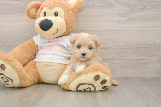 Best Maltipoo Baby