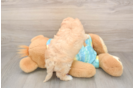 Energetic Moodle Poodle Mix Puppy