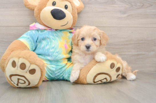 Funny Maltipoo Poodle Mix Pup