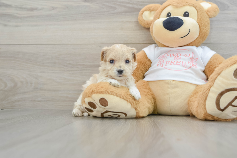 Happy Maltipoo Baby