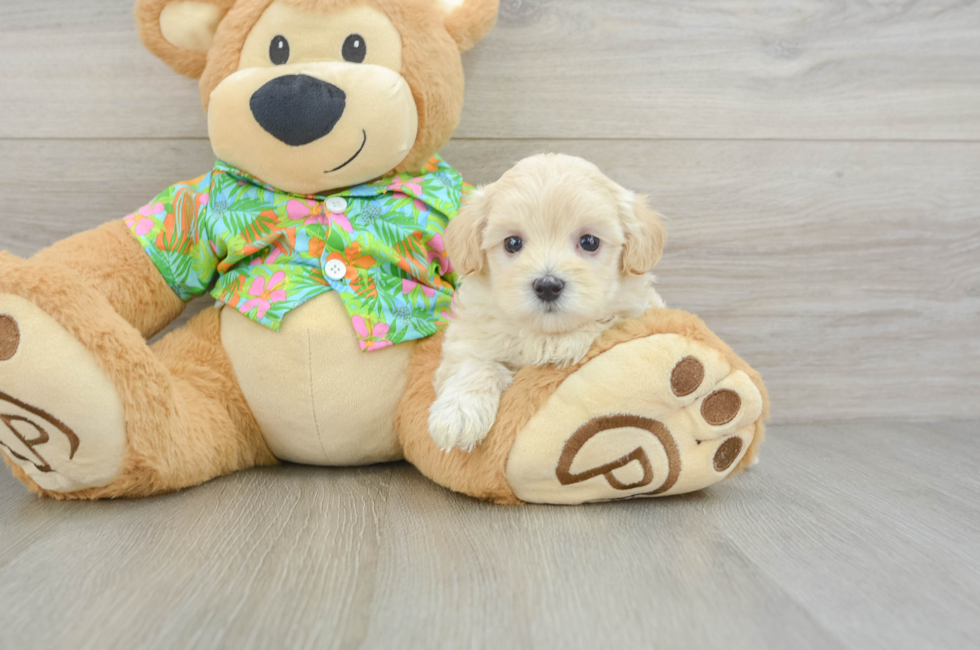 5 week old Maltipoo Puppy For Sale - Pilesgrove Pups