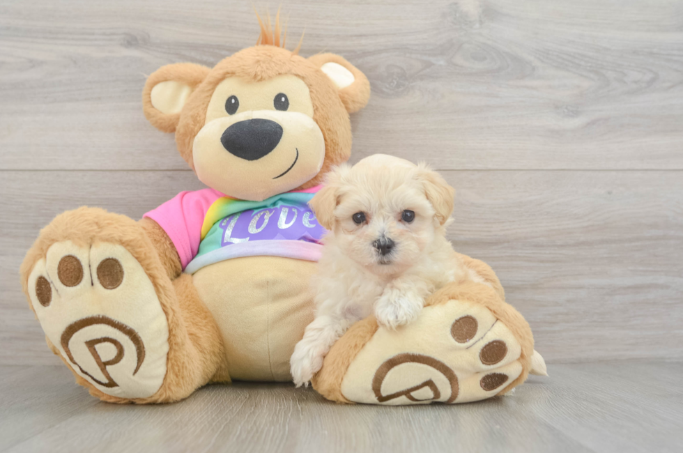 6 week old Maltipoo Puppy For Sale - Pilesgrove Pups