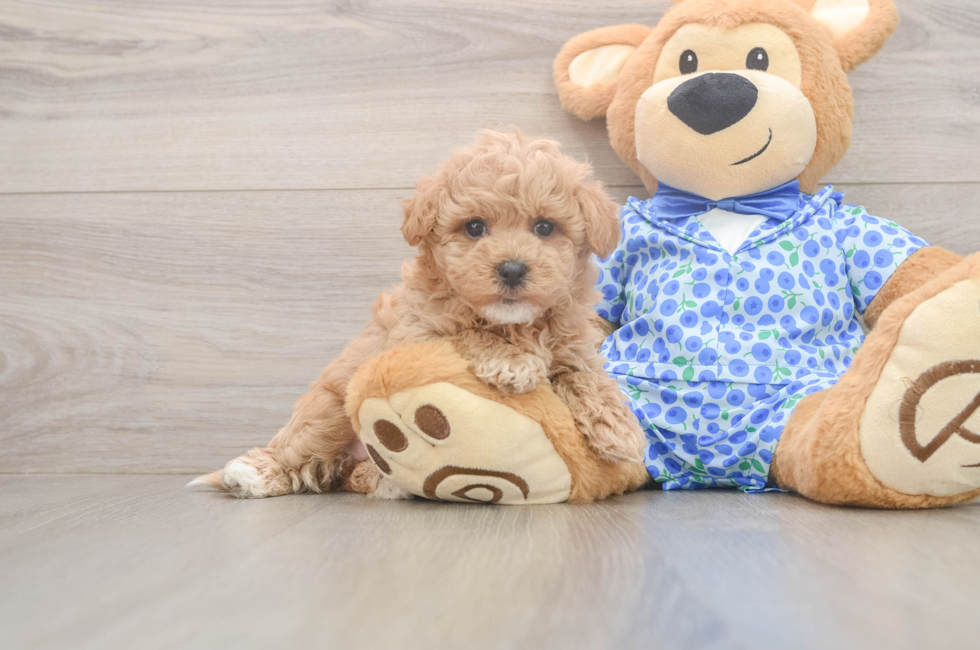 6 week old Maltipoo Puppy For Sale - Pilesgrove Pups