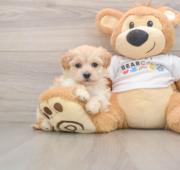 7 week old Maltipoo Puppy For Sale - Pilesgrove Pups