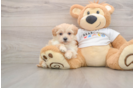Sweet Maltipoo Baby